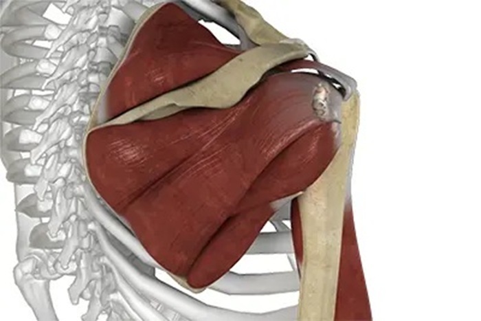 Shoulder joint muscles pain